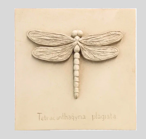 Entomology Dragonfly Wall Sculpture