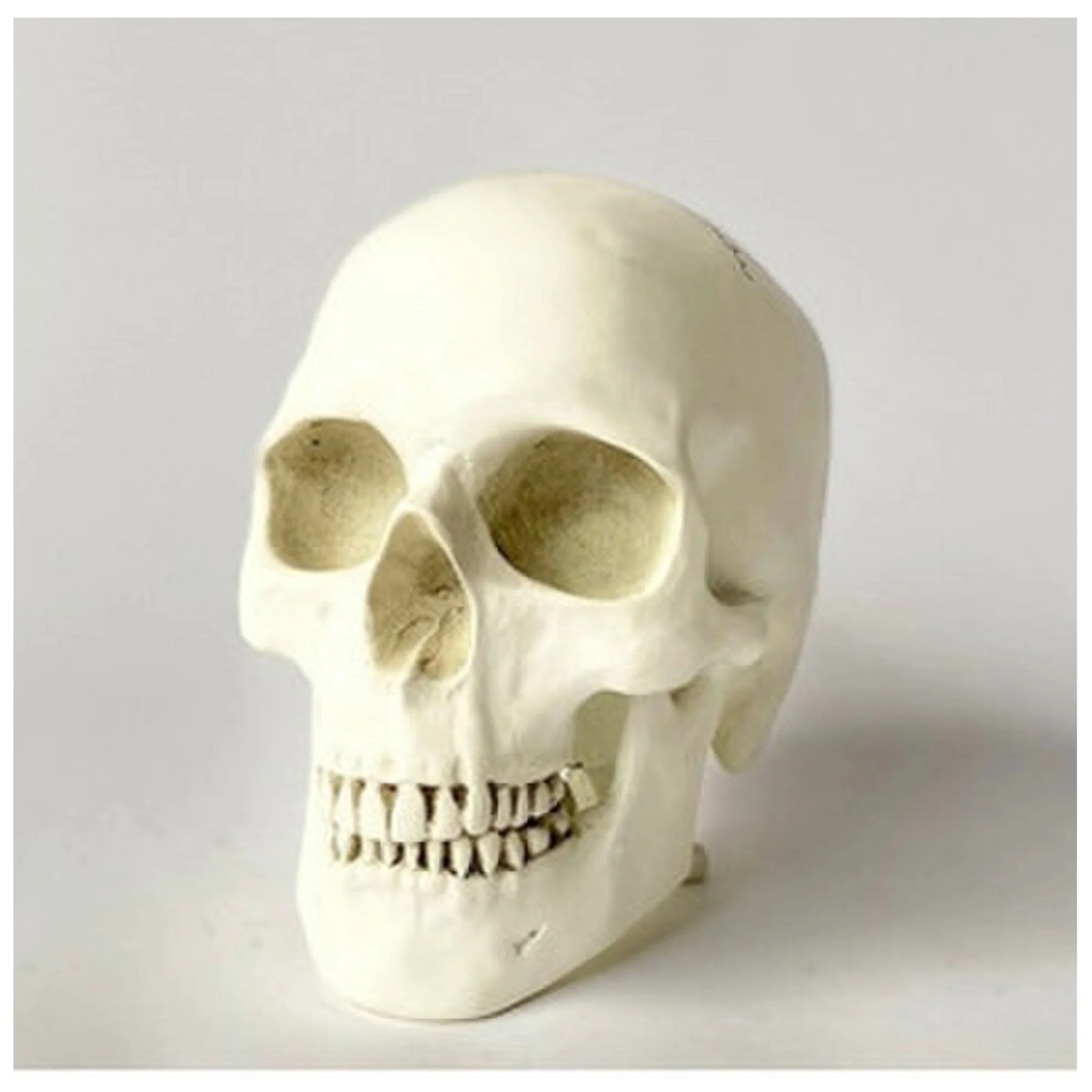 Human Skull Reproduction Sculpture - Image 4
