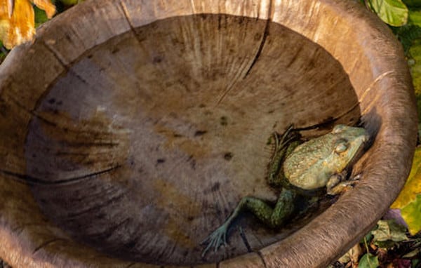 Mushroom Cement Birdbath with Frog in Basin 24" Tall - Image 4