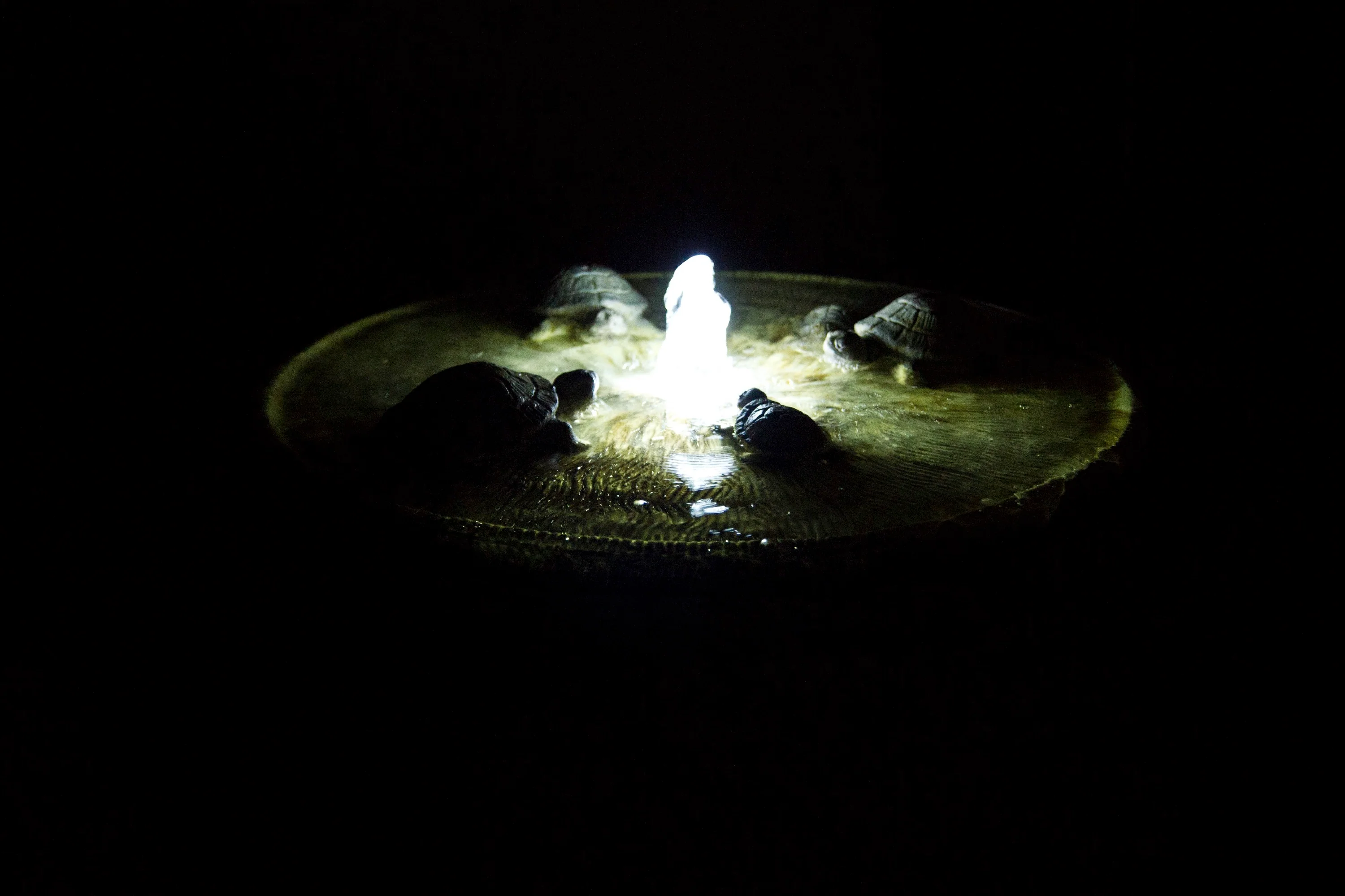 Turtle Gathering Garden Fountain with Light 14" High - Image 3