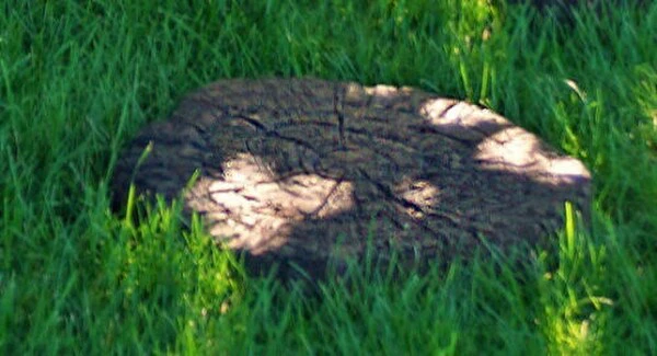 Woodland Stepping Stone Log Top
